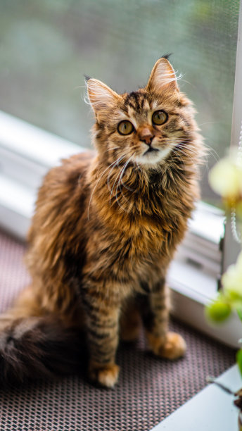 灰色条纹家猫特写，适用于宠物医院、猫咪网站和猫粮广告图片下载