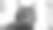 特写肖像的灰色条纹家猫。图片用于兽医诊所，关于猫的网站，猫粮。图片下载