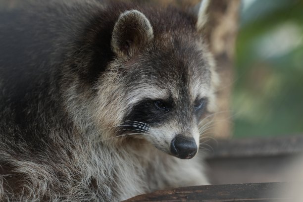浣熊在树上休息的特写镜头图片下载