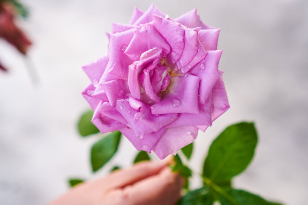 情人节那天，在后院为爱人栽种的紫色玫瑰的特写照片。图片下载