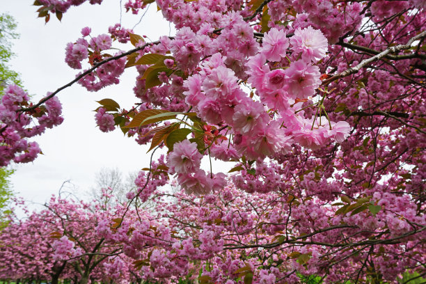 格林威治公园的自然景观伦敦的樱花大道，英国英格兰最好的赏花地点之一图片下载