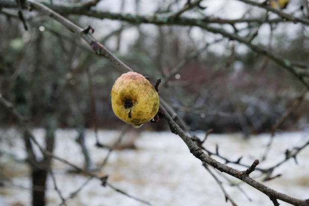晚熟的苹果图片下载
