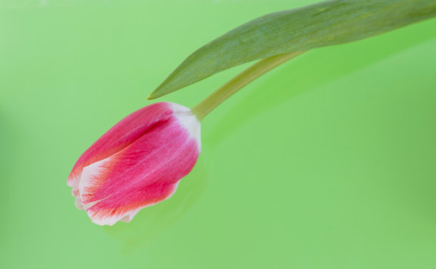 令人惊叹的郁金香花束组成图片下载