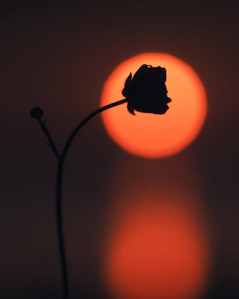 落日背景下玫瑰剪影的垂直镜头图片下载