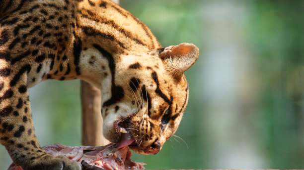 小虎猫吃生肉图片下载
