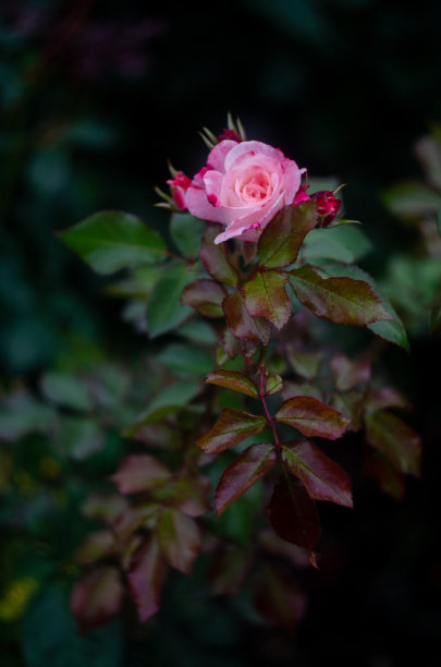 在花园里的灌木丛中挑选优雅的玫瑰图片下载