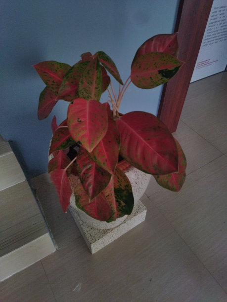 阿格洛尼玛红安贾马尼图片下载