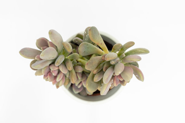 白色背景上隔离的多肉植物顶视图图片下载