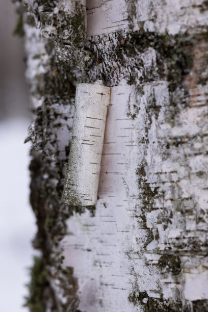 白桦树的树干特写，有一卷白桦树皮图片下载