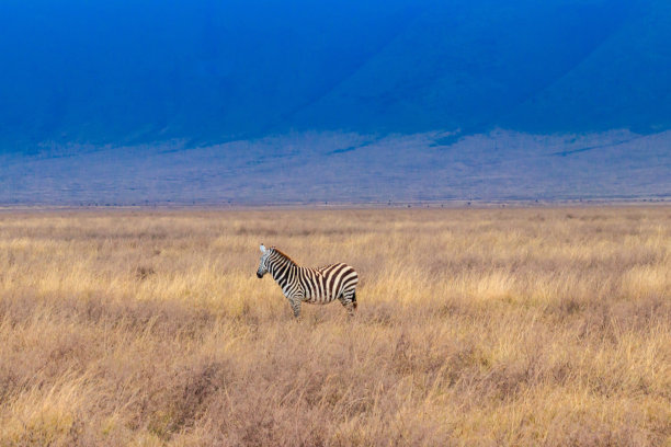 坦桑尼亚恩戈罗恩戈罗火山口国家公园稀树草原上的斑马。非洲野生动物图片下载