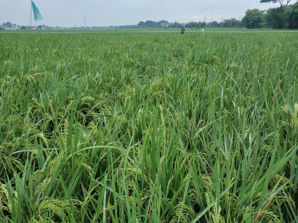 刚刚开花的水稻图片下载