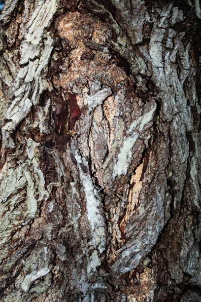 树皮的纹理:枯死的树皮的纹理图片下载