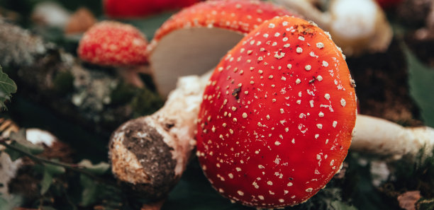 带有白色斑点的红色蘑菇的特写照片。图片下载