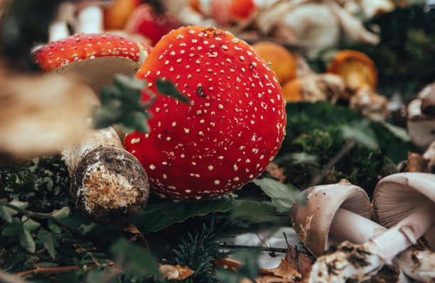 带有白色斑点的红色蘑菇的特写照片。图片下载