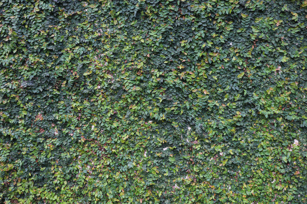 常春藤植物覆盖的墙图片下载