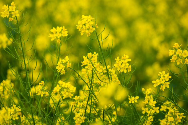 田间黄色油菜籽的选择性图片下载