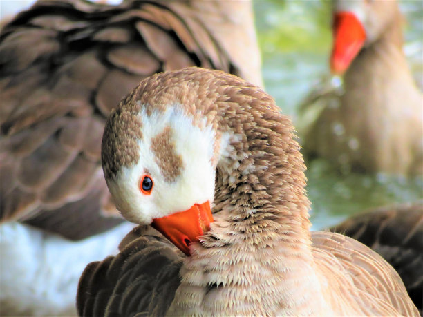古玩鹅的肖像。图片下载