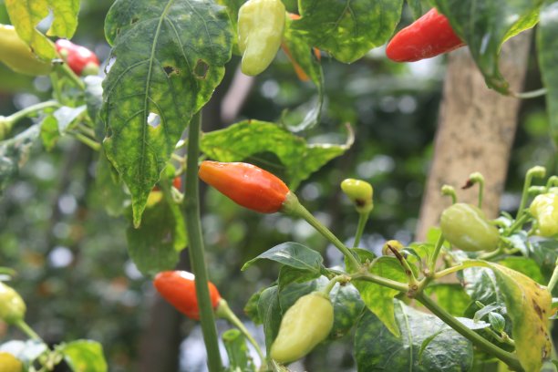 花园里的辣椒植物图片下载