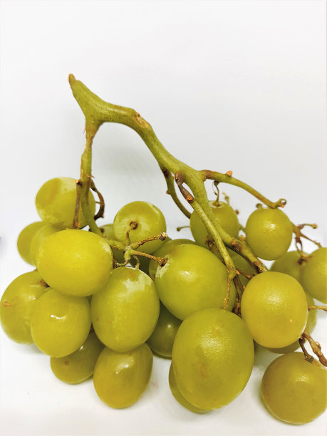 绿秋无籽葡萄肖像图片下载