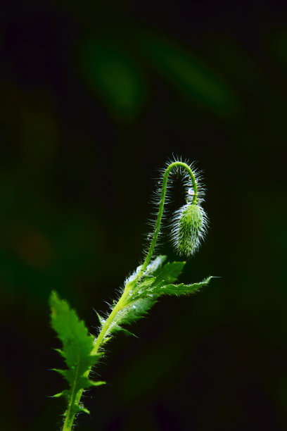大罂粟花的绿色花蕾，美丽的叶子，散焦的叶子背景。自然照片，桌面背景。春季日历概念，模板设计，展示，卡片图片下载