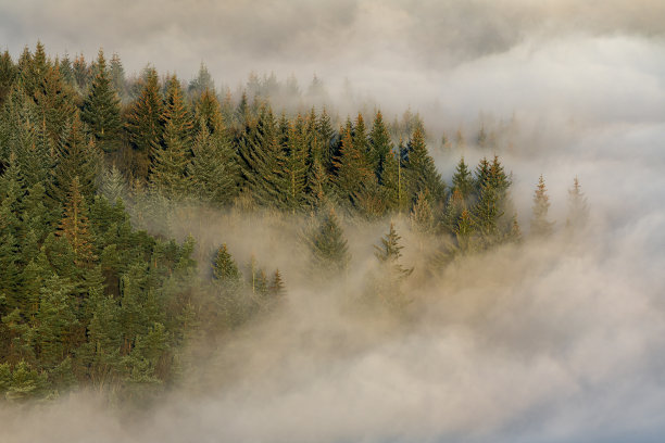 树和雾。英国山顶地区国家公园的班福德边缘景观。图片下载