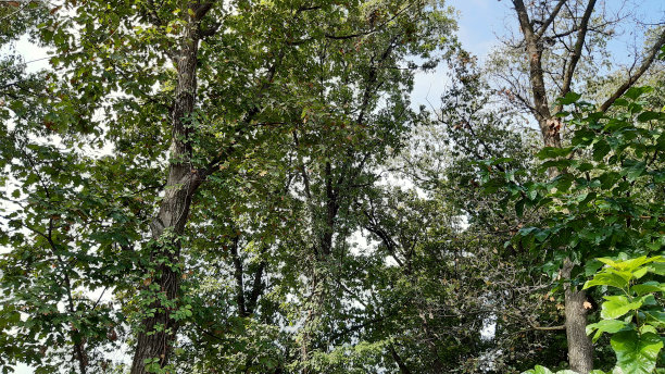 天然林秋树图片下载