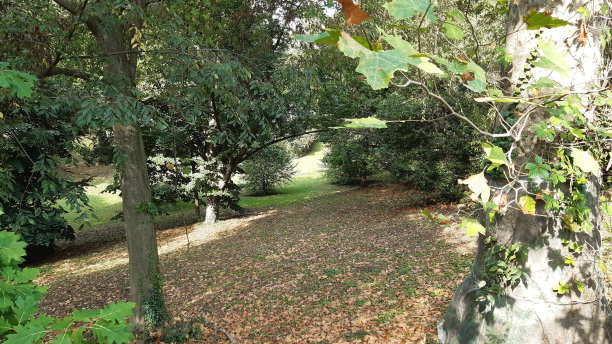 天然林秋树图片下载