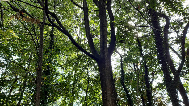 天然林秋树图片下载