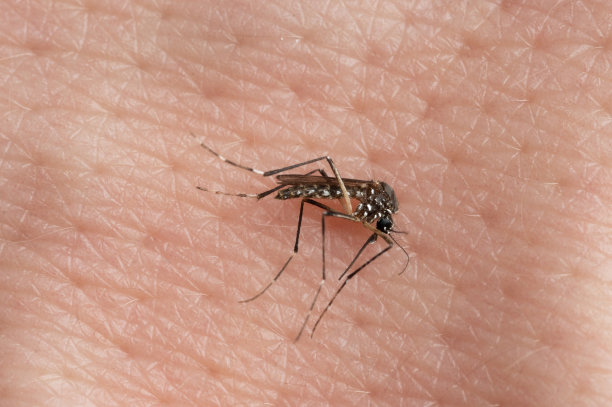 疟疾蚊子在人类皮肤背景图片下载