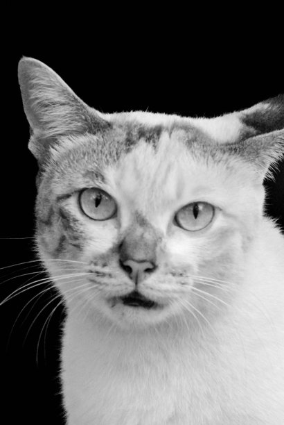 黑白风格的猫肖像，宠物摄影图片下载