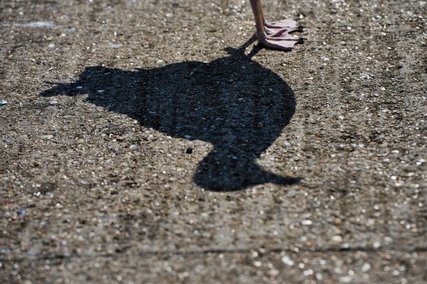 海鸥的影子在粗糙的柏油路上图片下载