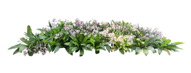 热带植物兰花花灌木乔木孤立在白色背景与修剪路径图片下载