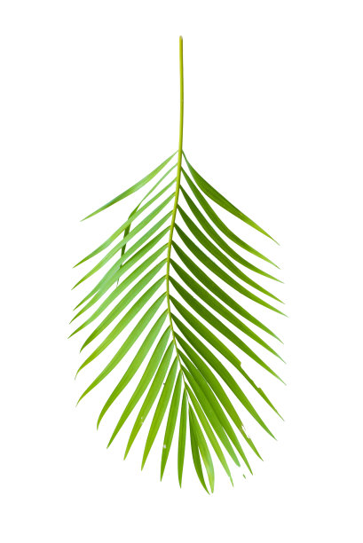 棕榈树的绿叶在白色的背景上。图片下载