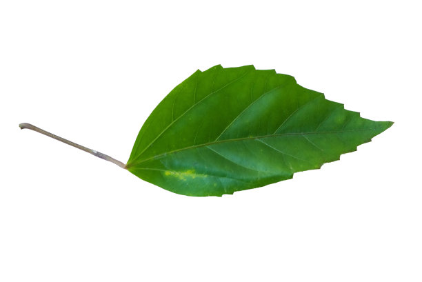 木槿(芙蓉)的叶子分离在白色背景，准备使用。图片下载