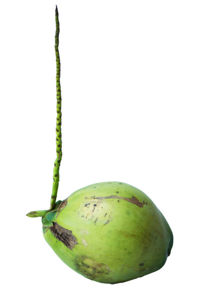 新鲜的绿色椰子孤立的背景图片下载