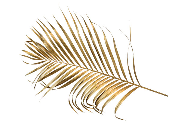 白色背景上金色的棕榈树叶子。图片下载