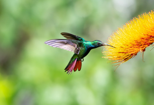 美丽的热带蜂鸟在阳光下为橙花授粉。图片下载