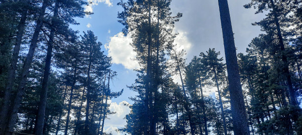 森林公园摄影图片下载