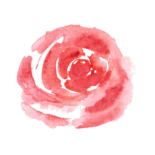 一朵极简主义风格的水彩画玫瑰花孤立在白色背景上。图片下载