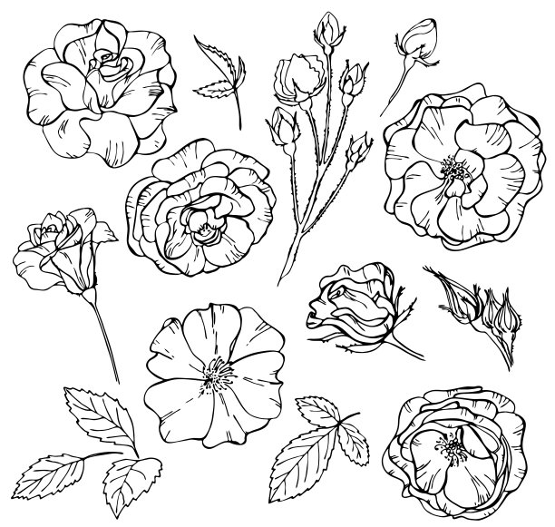 一套玫瑰花轮廓在白色背景。矢量插图。完美的邀请，贺卡，明信片，时尚印刷，横幅，海报的纺织品，时尚设计。图片下载