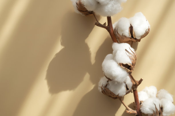 枝条上有白色棉花花，米色背景上有太阳阴影。细腻轻盈的美棉背景。天然有机纤维、农业、棉籽、织物原料图片下载