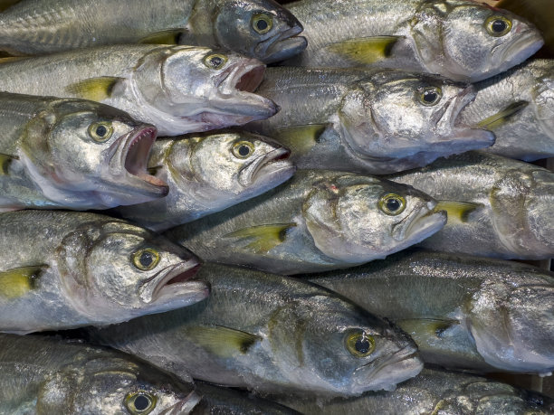 这些鱼的背面是深蓝绿色的，下面是银色的，两侧颜色较浅，这些鱼的腹部是明亮的白色。它们有锋利的牙齿。图片下载