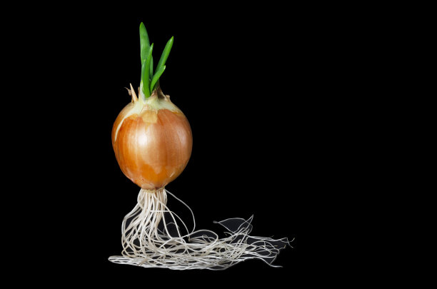 发芽的洋葱，深色背景上有绿色嫩芽。图片下载