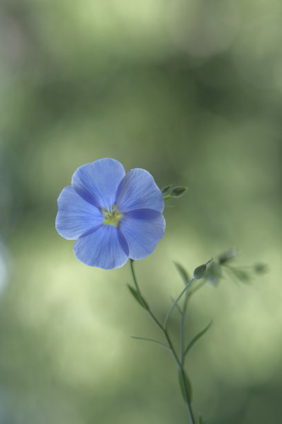 蓝色亚麻花，细长的绿色茎。图片下载