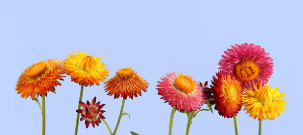 蓝色背景上的稻草花。图片下载