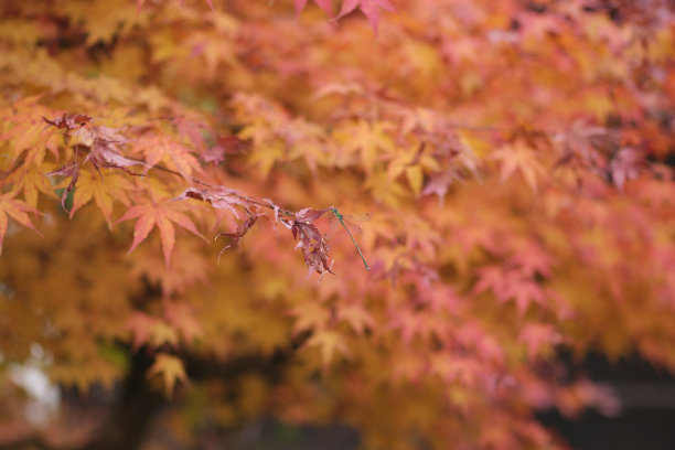 秋天枫叶上的蜻蜓图片下载