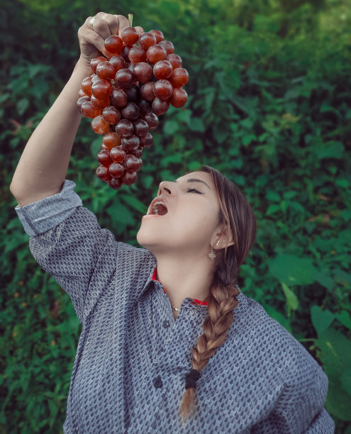 女人正在采摘葡萄图片下载