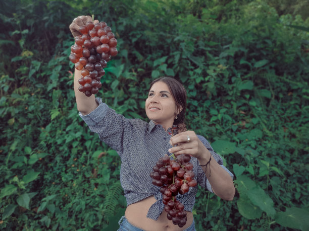 女人正在采摘葡萄图片下载