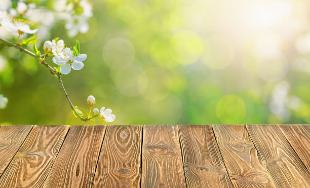 空木桌面的背景是梅花树枝和春天的花园图片下载