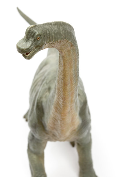 孤立在白色背景上的腕龙恐龙。图片下载